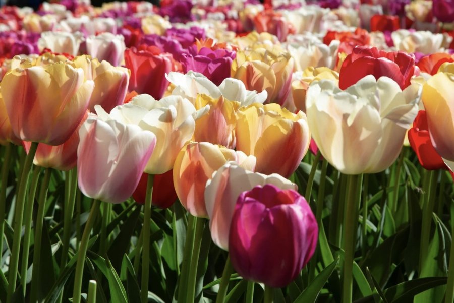 Herzlichen Glückwunsch zum Weltfrauentag! 💖
