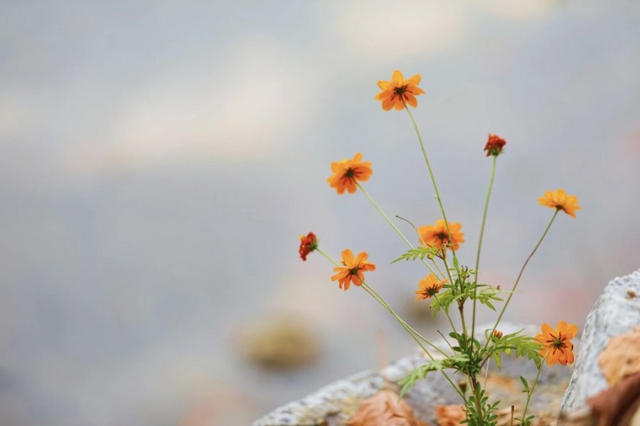 Wenn der Körper spricht - und wir nicht mehr zuhören